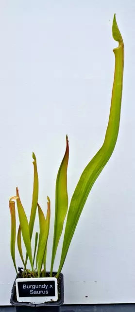 SARRACENIA BURGUNDY x SAURUS CARNIVOROUS PITCHER PLANT 3 GROWING POINTS 15" TALL