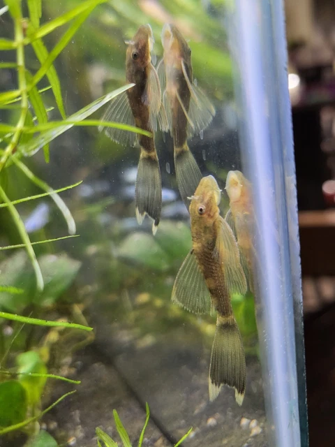 Tank Bred LONGFIN GREEN DRAGON Bristlenose Pleco 1-1/2+ inch