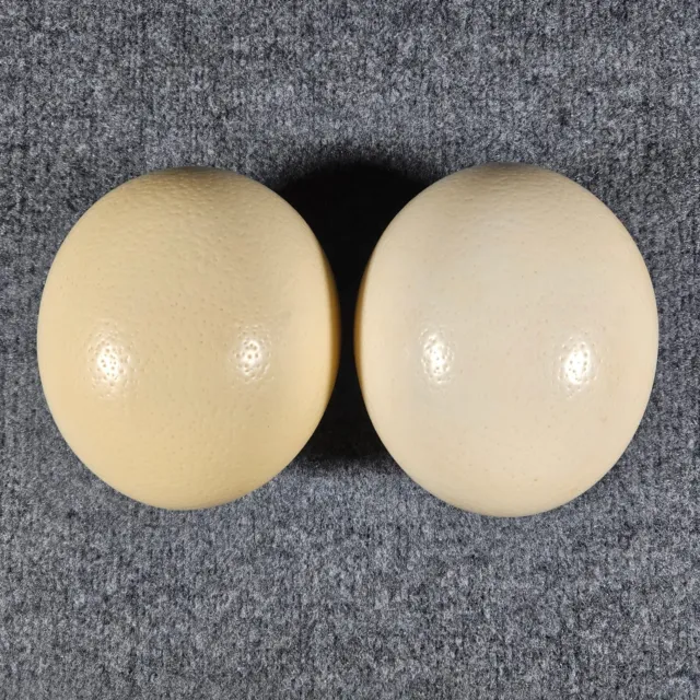 Lote de 2 cáscaras de huevo de avestruz en blanco para manualidades, decoración, pinturas y más (F)