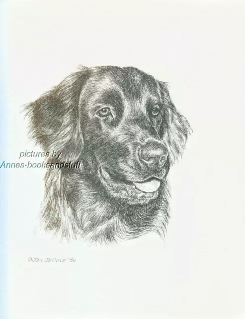 #387 FLAT COATED RETRIEVER dog art print * Pen and ink drawing by Jan Jellins