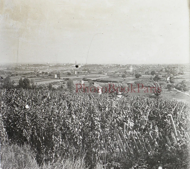FRANCE Paysage Vignoble Vignes c1920 Photo Plaque de verre Vintage V28L29n12