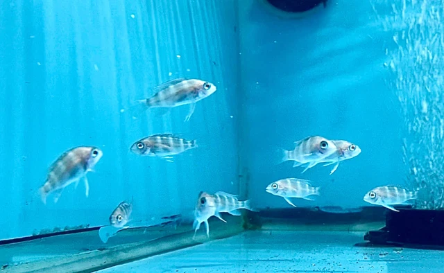 Blue Zaire Kapampa Frontosa Cichlid