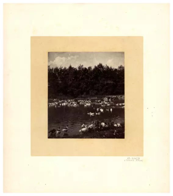 France, Lac avec Canards, étude artistique, Photo. AD. Braun Vintage print,  T