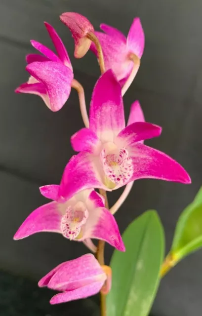 RON Dendrobium Mericlone Orchid Den (Gulginni x Wodonga) Roseglow FLOWERING SIZE