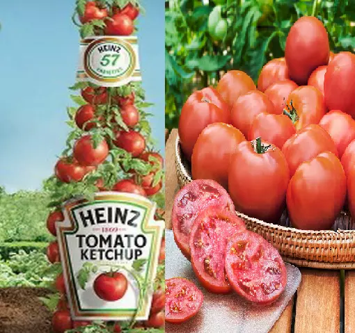 Tomate 'Heinz 1370' Erbstück - Ketchup-Tomate (500 Samen)