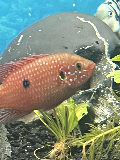 1 male 4”long Live Blood red Jewel Cichlid for fish tank aquarium