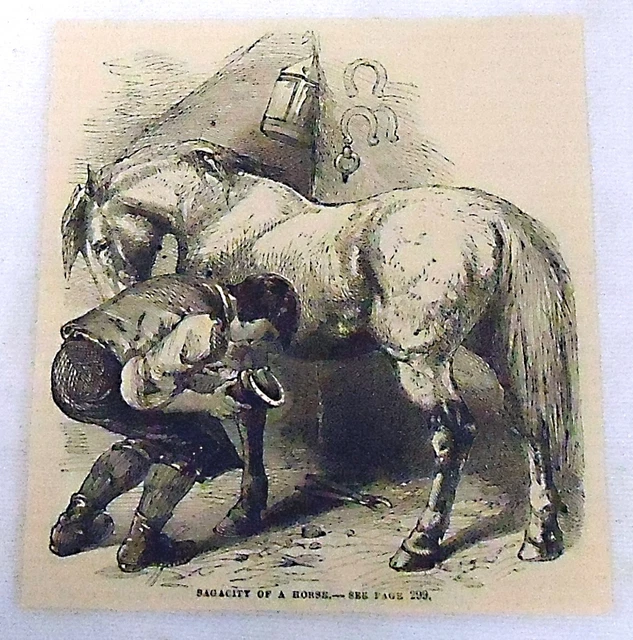 1882 Rivista Incisione ~ Sagacity di un Cavallo, Man Putting Ferri Cavallo Su