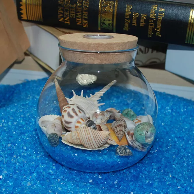 For Decorating Fish Tank Landscape Aquarium Sea Shells Wedding DIY Crafts Beach