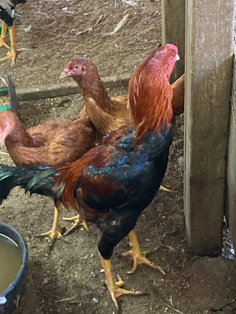 Indio Gigante EGGS Greenfire Farms GIANT BRAZILIAN CHICKENS READ WHAT I WROTE