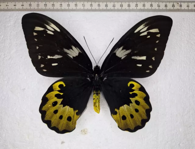 Ornithoptera Goliath Samson Female