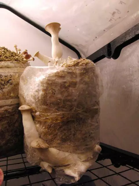 Mushroom Spawn / Seed  - KING Oyster Mushrooms