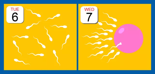 10 strisce reattive ovulazione larghe 3,5 mm kit fertilità urinaria un passo veloce stock Regno Unito