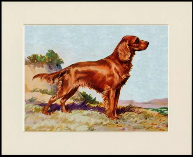 Irish Setter Lovely Standing Dog Print Mounted Ready To Frame