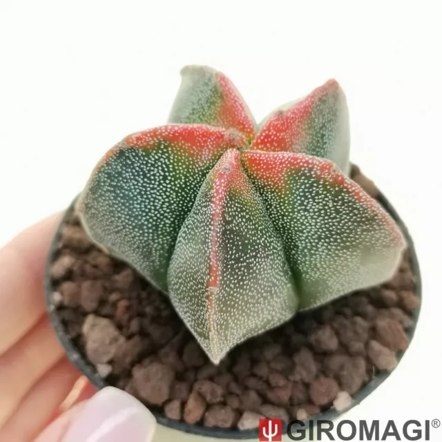 Astrophytum myriostigma cv. Koh-yo POTØ6.5cm - GIROMAGI Cactus & Succulent Plant