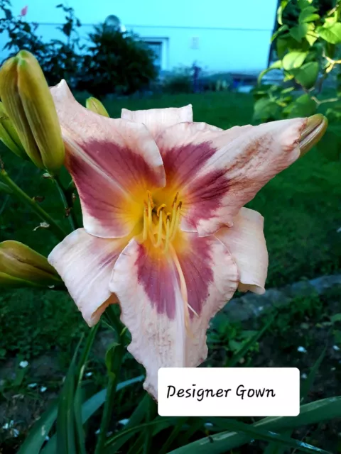 Taglilie Hemerocallis Designer Gown 1 Fächer