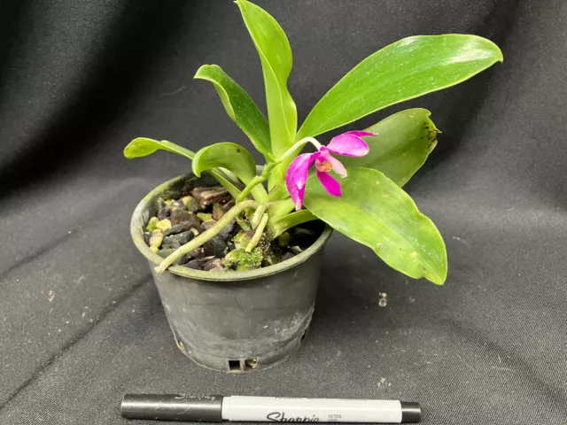 Orchid - Phalaenopsis pulchra species- in bloom