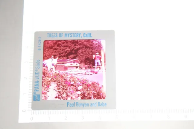 Vintage Lot of 5 Pana-Vue Slides Trees of Mystery California 35mm 1962