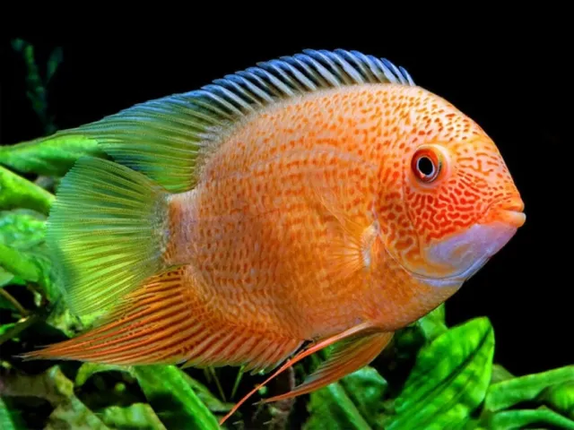 3 Red Severum 1.5-2”- Home Bred -Live Freshwater Tropical Aquarium Fish