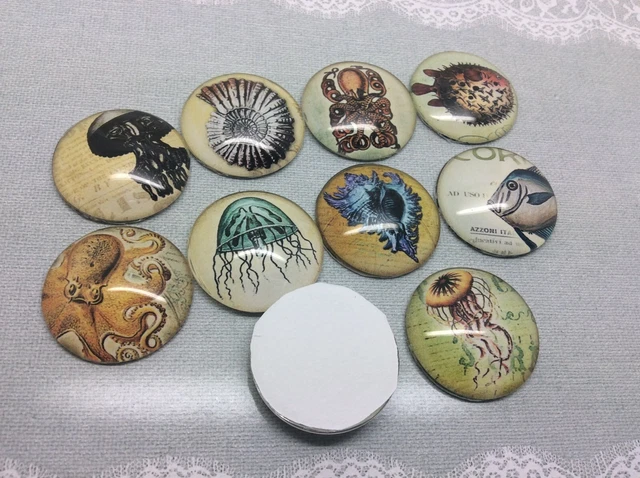 10 Ocean Sea Fish Cabochons 16-25mm Mixed Round Glass Picture Dome Flat Back 3
