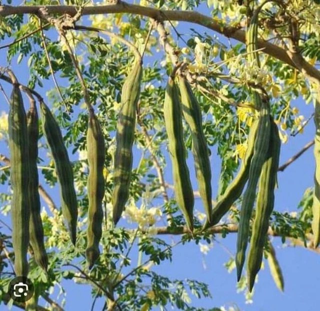 Moringa Oleifera "Drumstick tree" | 100+ seeds