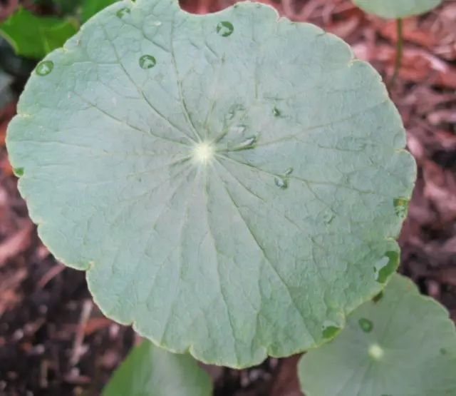 1 cubierta vegetal viva brasileña hojas redondas