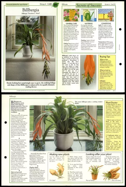 Billbergia #59 Unusual Success With House Plants 1990 Fold-Out Card