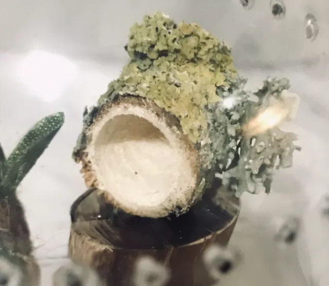 spider/reptile hide Wooden Log  with magnets Jumping Spider 16MM 🕷 Enclosure