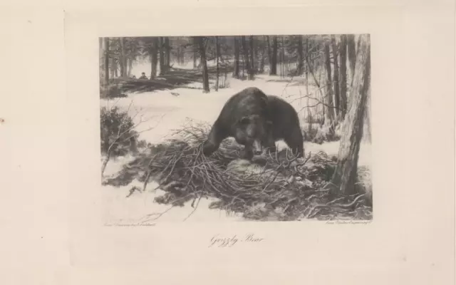 1897 Antique Electric Engraving Of A Grizzly Bear By E Caldwell