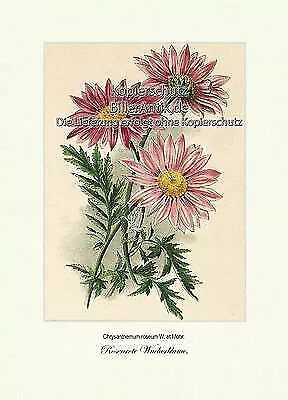 Rosenrote Wucherblume Korbblütler Bedecktsamer Asternartige Vilmorin A4 130