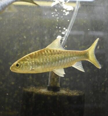 Live Blue Mahseer (5-6" Rare Tropical Freshwater Aquarium Fish) *PLS READ DESR