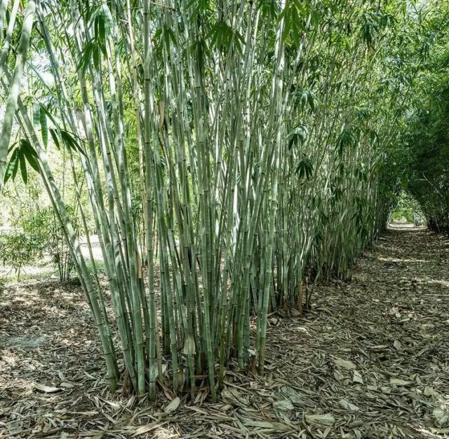 BAMBOO SEEDS - Phyllostachys Pubescens Moso Seeds