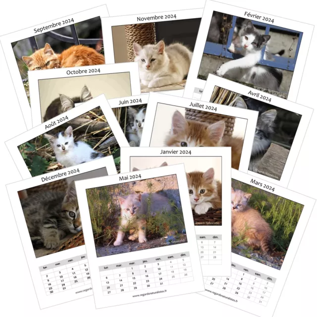 Calendrier photo 2024 les chatons chevalet bureau 12 mois 2