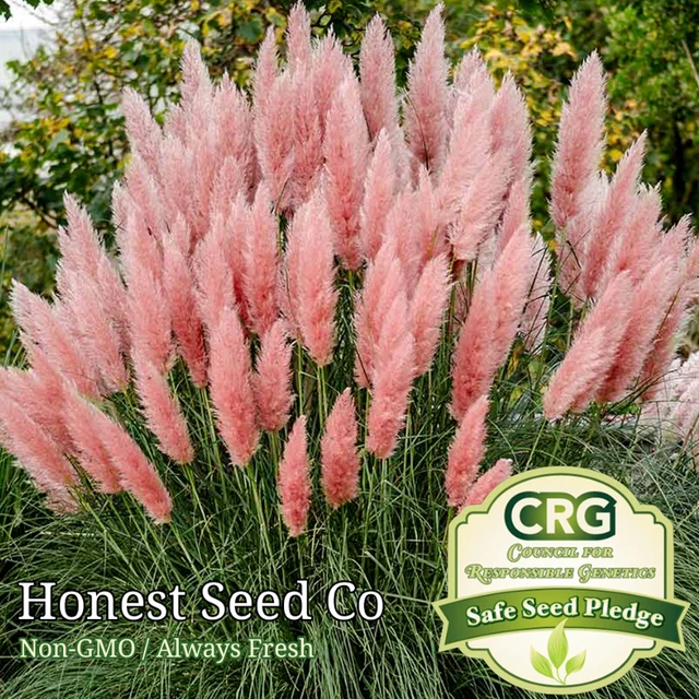 Pampas Grass - Pink | 100+ Seeds Ornamental Grass USA