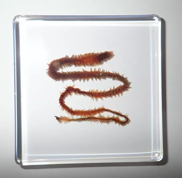 Clamworm Slender Ragworm in 75x75x10 mm Clear Square Slide Education Specimen