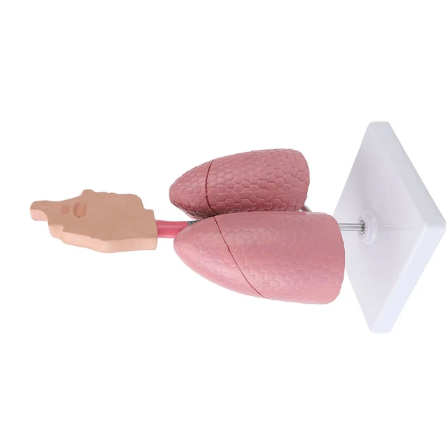 RESPIRATORY SYSTEM MODEL With Removable Heart Human Lung Anatomical ...