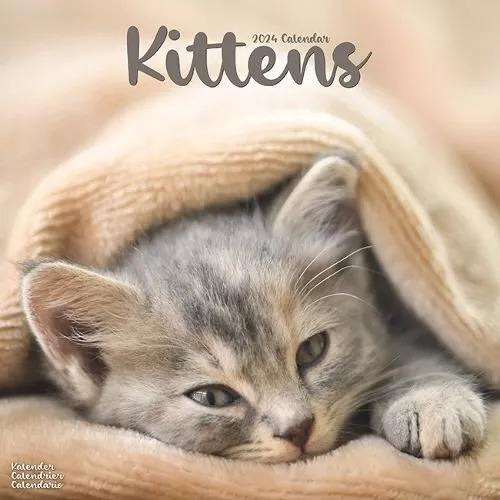 Kittens Calendar 2024  Square Cats Wall Calendar - 16 Month 9781804601457