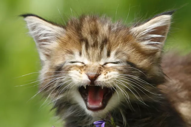 Mauspad aus der Edition Colibri:kleiner fauchende Katze - kitten - chaton