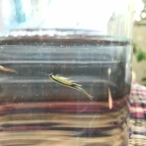 60k Fairy Sterile Fish Food Fairy Shrimp Eggs Food For New born fish Betta Fish.