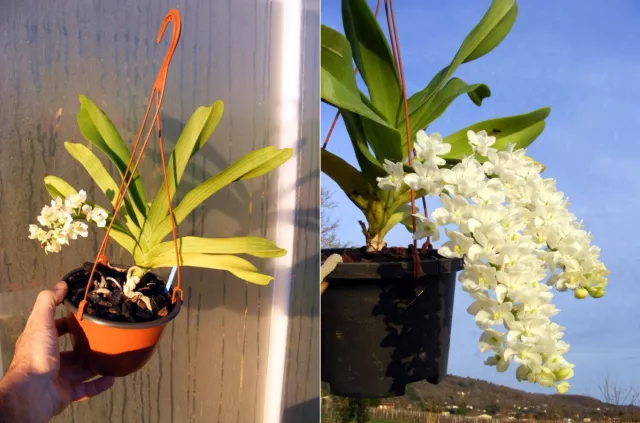 Rhynchostylis gigantea var. alba , orchidée, Orchid