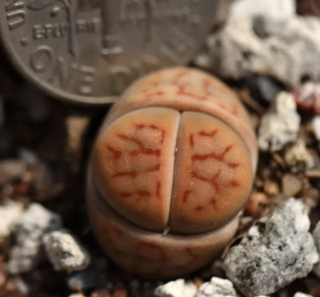 Subasta -Lithops schwantesii PVB8347