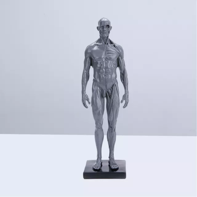 Kunst Mannequin Menschlichen Körper Modell Kunst Körper Zahlen