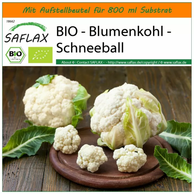 SAFLAX Garden in the Bag - BIO - Blumenkohl - Schneeball - Brassica - 70 Samen