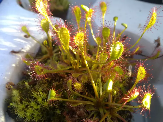 Rare Drosera x obovata one bareroot carnivorous plant hardy HIBERNACULUM