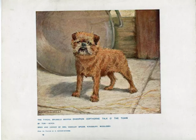 BRUSSELLS GRIFFON ANTIQUE 1907 DOG ART PRINT by the famous artist VERNON STOKES