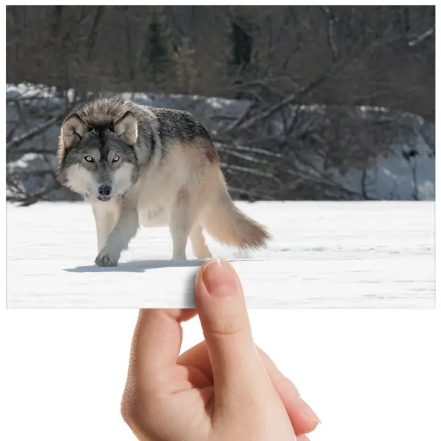 Wild Animal Snow Wolf Wolves Small Photograph 6"x4" Art Print Photo Gift #13159