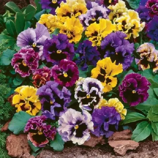 Flower - Pansy masterpiece rococo mix -120 Quality Seeds - 1st Class