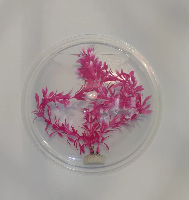 WALL MOUNTED FISH TANK - BETTA BUBBLE AQUARIUM - ACRYLIC TERRARIUM 9 Inch. NEW