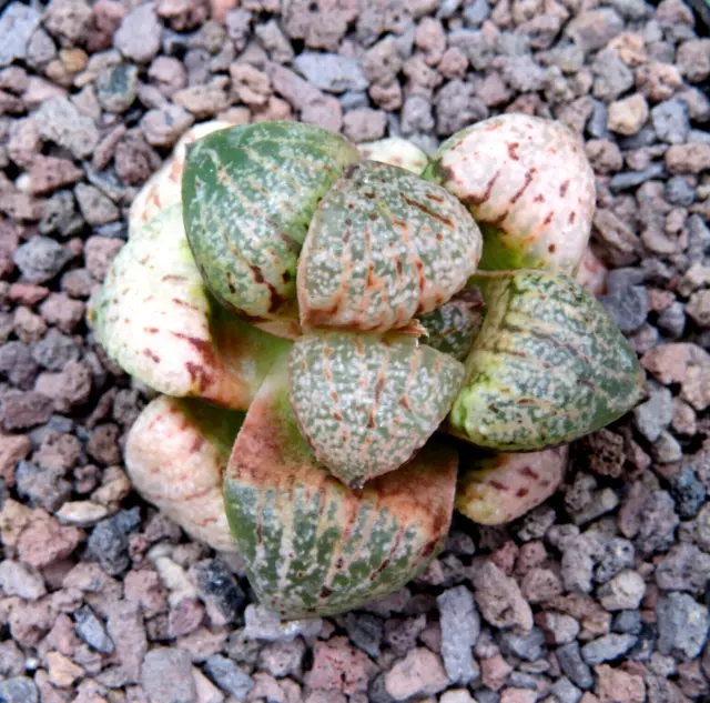 Haworthia picta GM259, 4,5 cm große ältere Pflanze, Rarität (29)