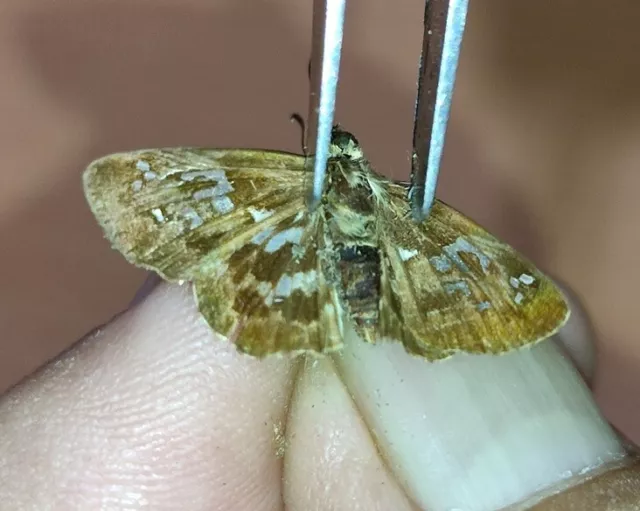 LEPIDOPTERA Hesperiidae specie     N°A235    FROM PERU