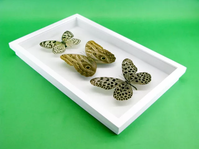 3 real beautiful and huge butterflies in the XXl showcase - single piece - 29 6